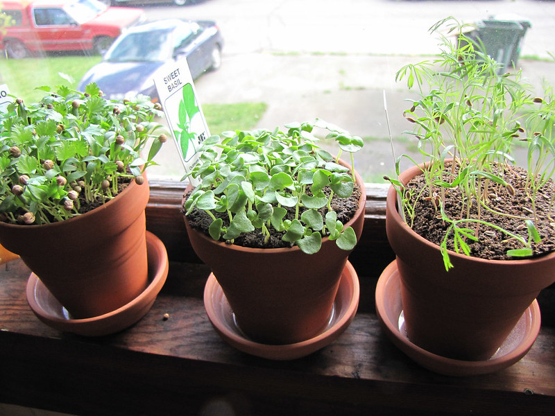 Herb garden