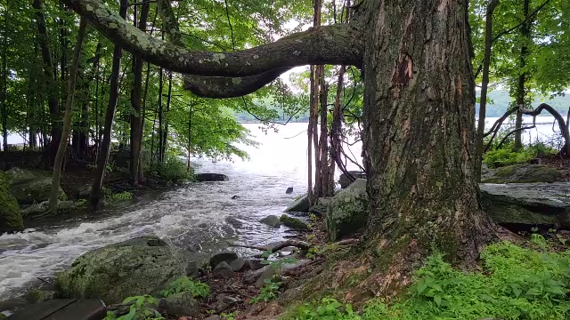 tree and stream