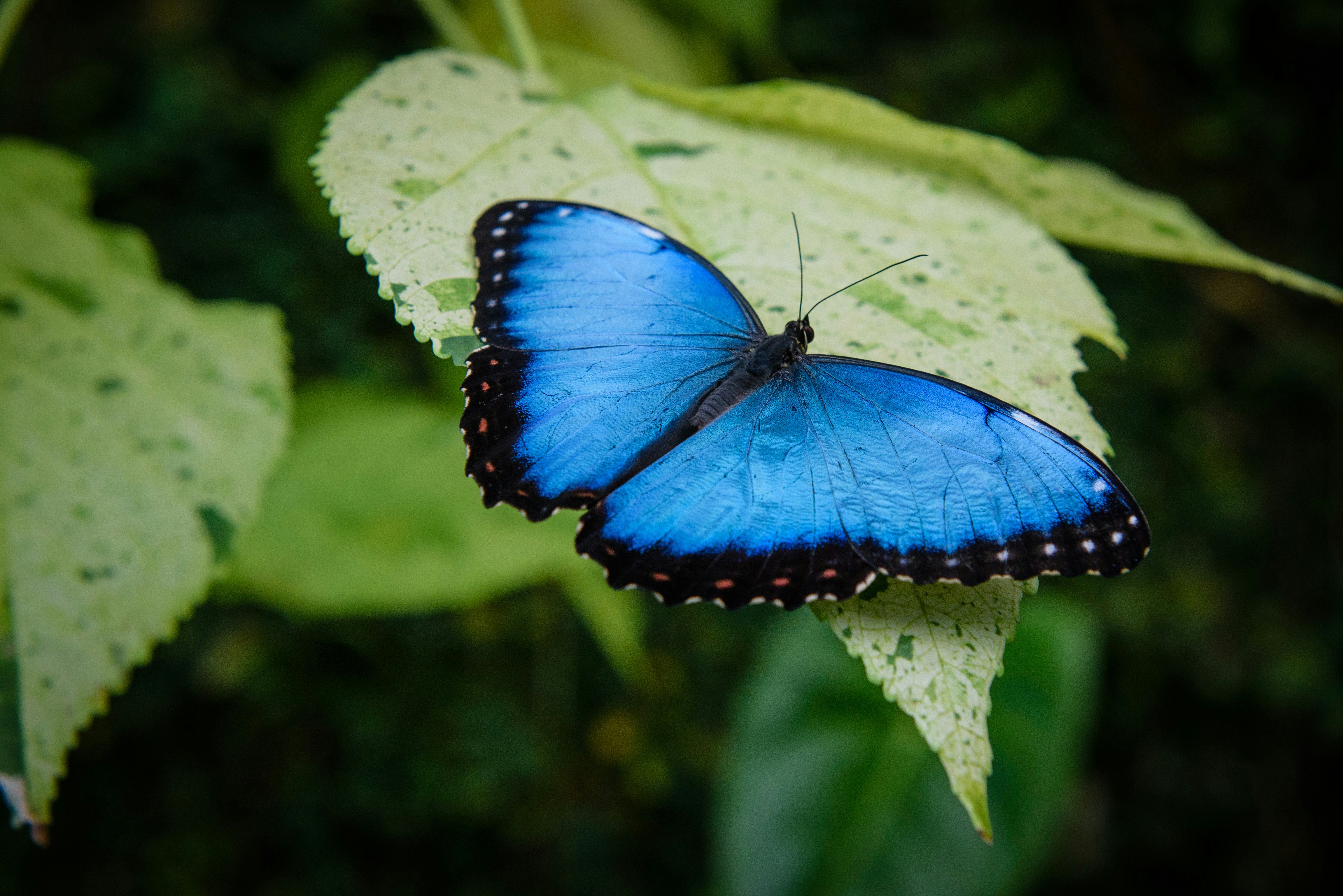 image of a blue butterfly on a leaf